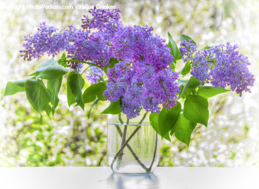 Blossom, Flower, Lilac, Plant, Flora, Bush, Vegetation