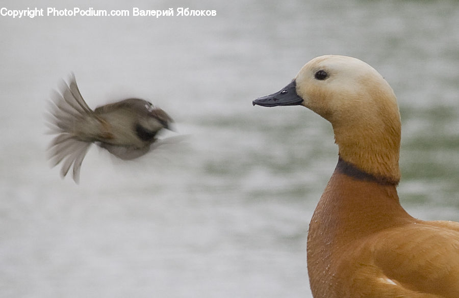 Bird, Duck, Teal, Waterfowl, Goose, Animal, Cat