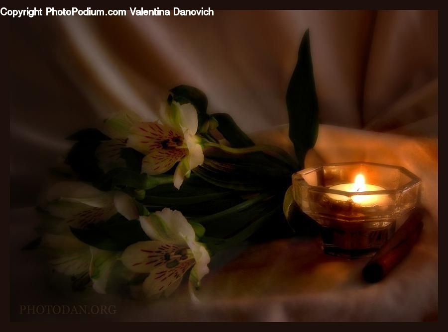 Candle, Blossom, Flora, Flower, Plant, Potted Plant, Flower Arrangement