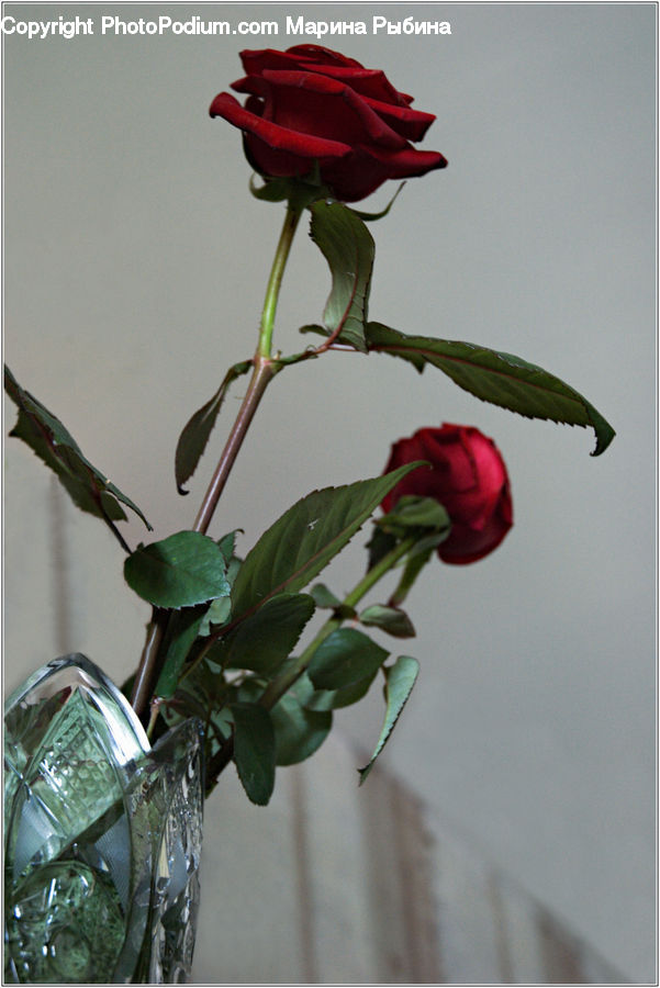Blossom, Flower, Plant, Rose, Flower Arrangement, Ikebana, Potted Plant