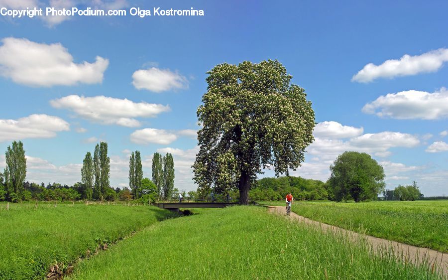 Plant, Tree, Field, Grass, Grassland, Meadow, Outdoors