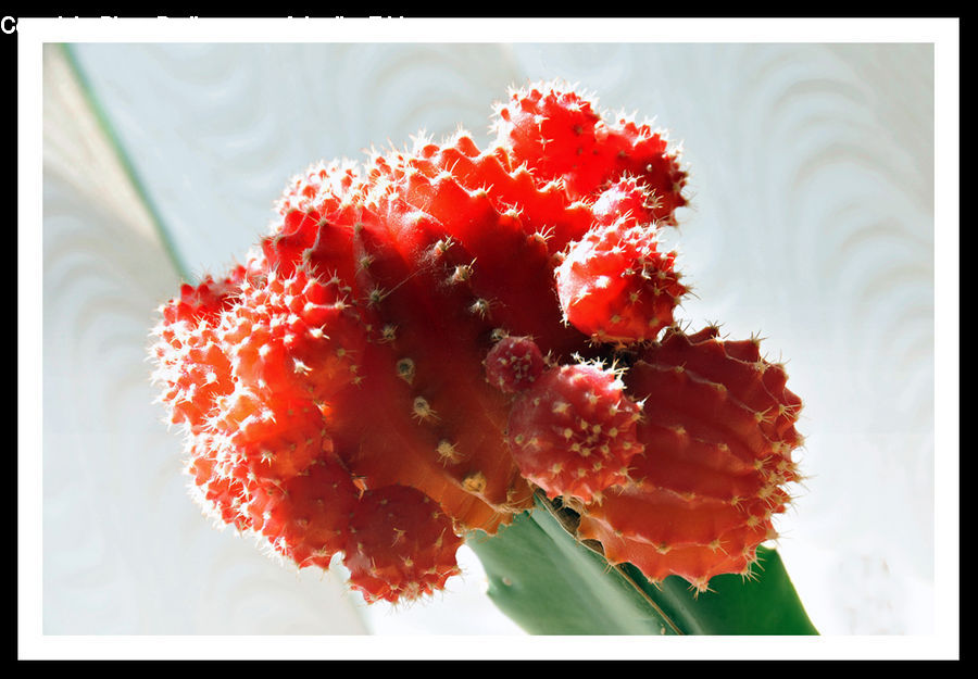 Blossom, Carnation, Flower, Plant, Fruit, Maple, Maple Leaf