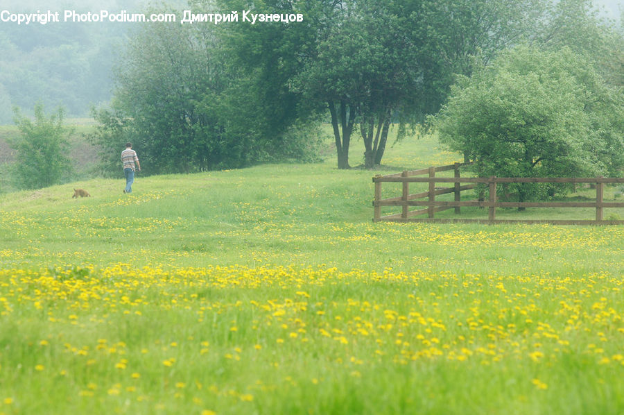Field, Grass, Grassland, Meadow, Outdoors, Pasture, Land