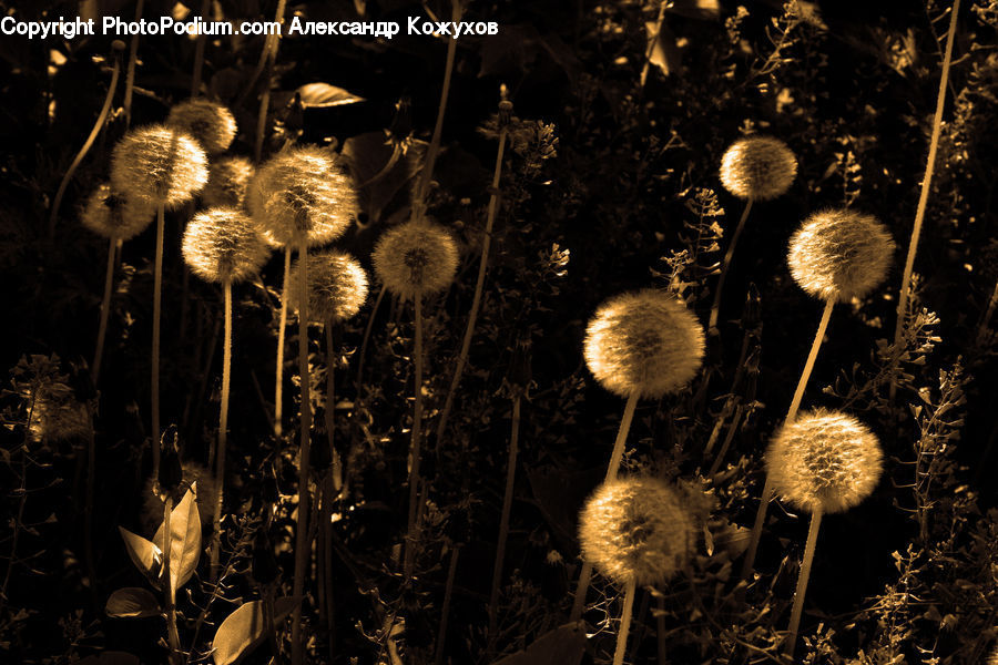 Plant, Potted Plant, Agaric, Amanita, Fungus, Mushroom, Fireworks