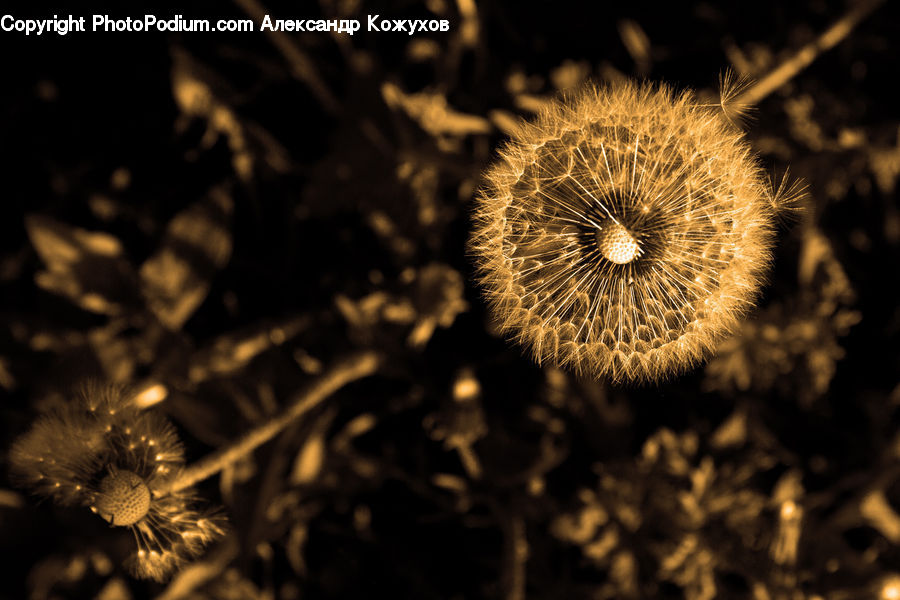 Dandelion, Flower, Plant, Blossom, Flora, Vegetation, Field