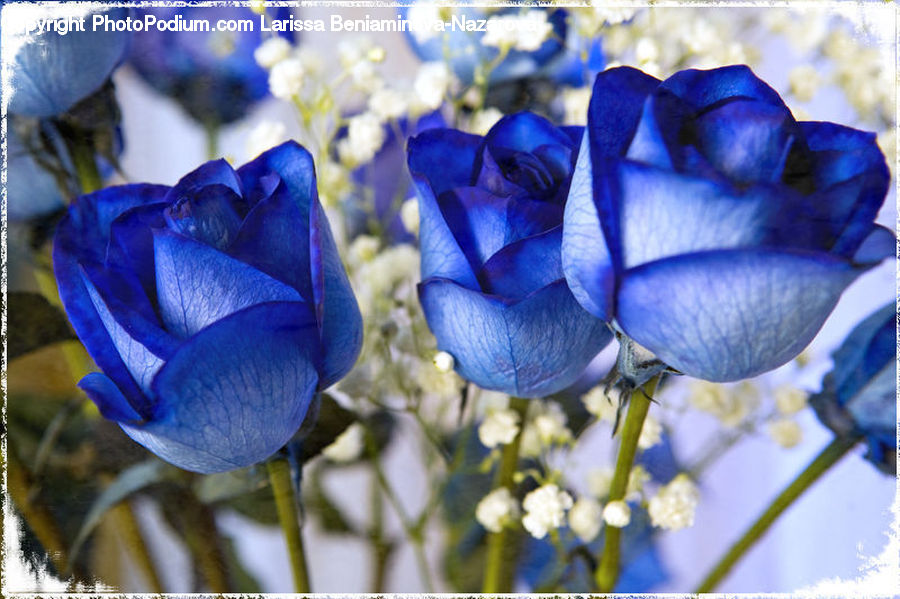 Flower, Lupin, Plant, Blossom, Flora, Fiber, Flax