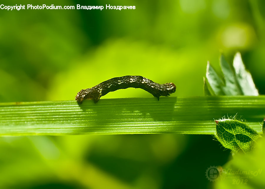 Leaf, Plant, Droplet, Fern, Blossom, Flora, Flower
