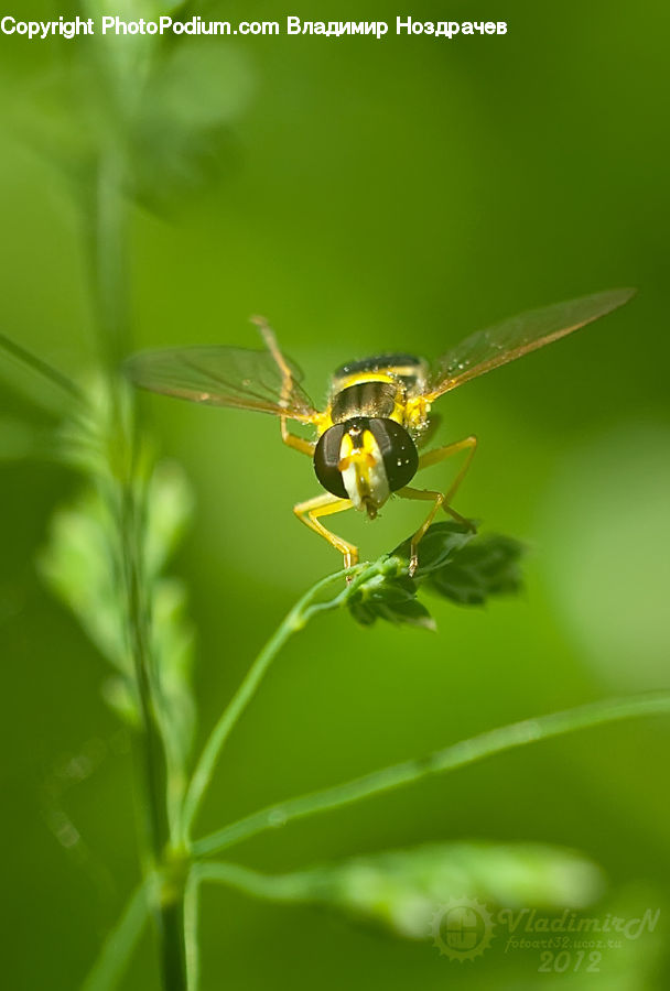 Bee, Hornet, Insect, Invertebrate, Wasp, Anisoptera, Dragonfly