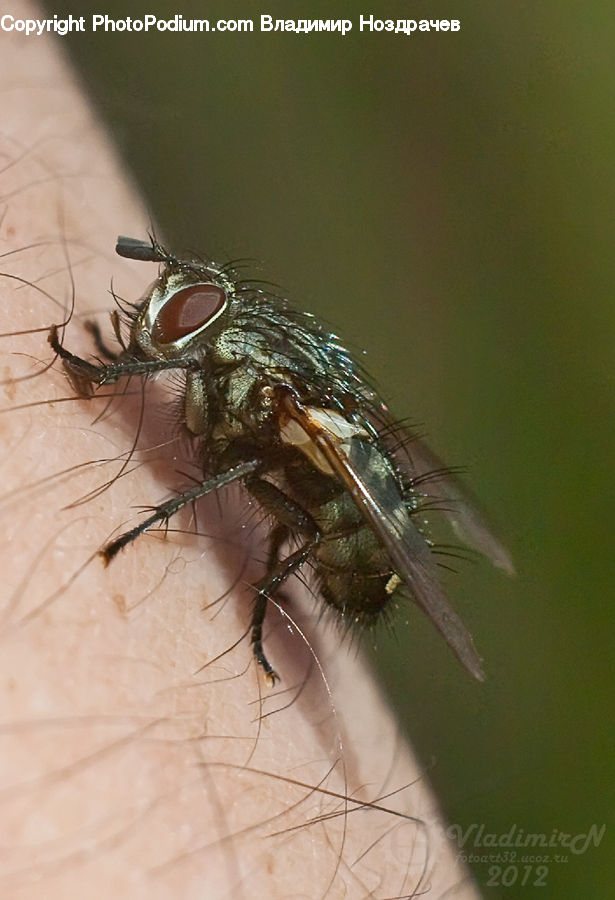 Fly, Invertebrate, Anisoptera, Dragonfly, Insect, Asilidae