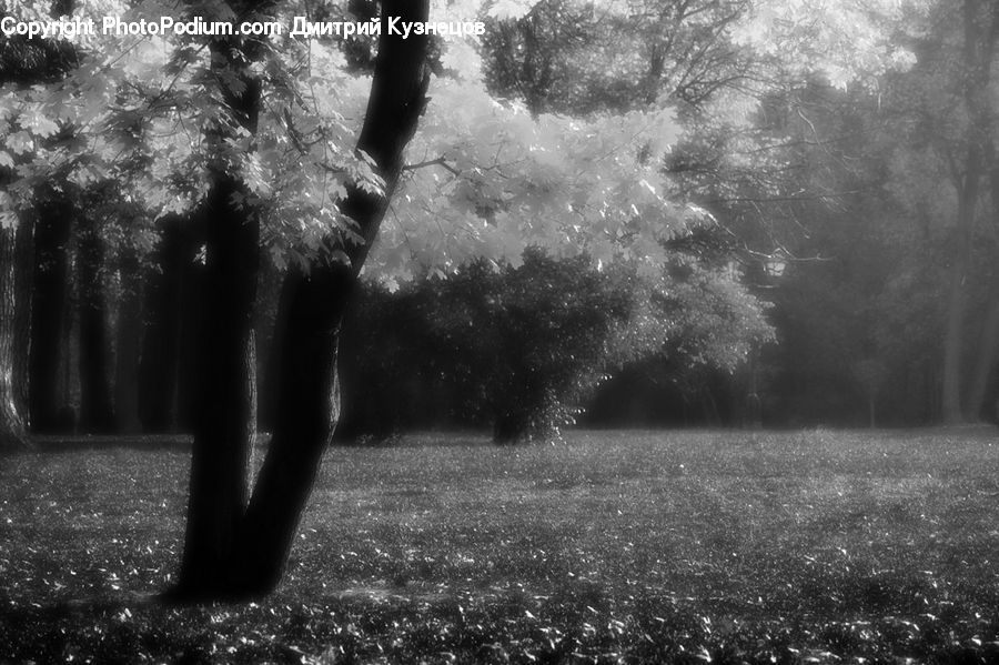 Plant, Tree, Forest, Vegetation, Oak, Wood, Grove