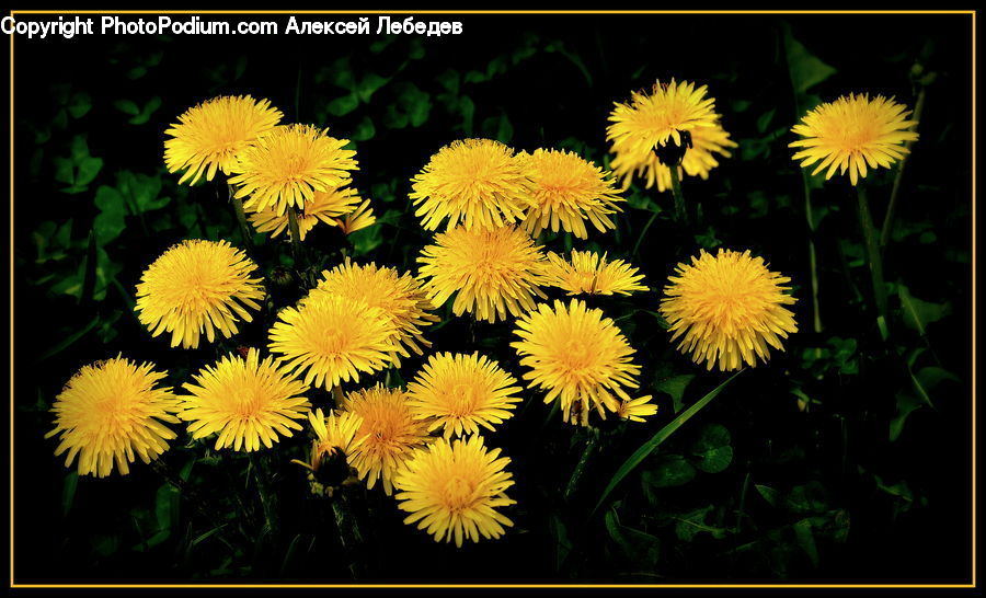 Dandelion, Flower, Plant, Asteraceae, Blossom, Flora, Daisies