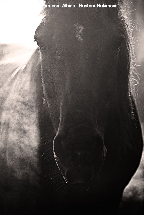 Animal, Horse, Mammal, Stallion, Angus, Bull