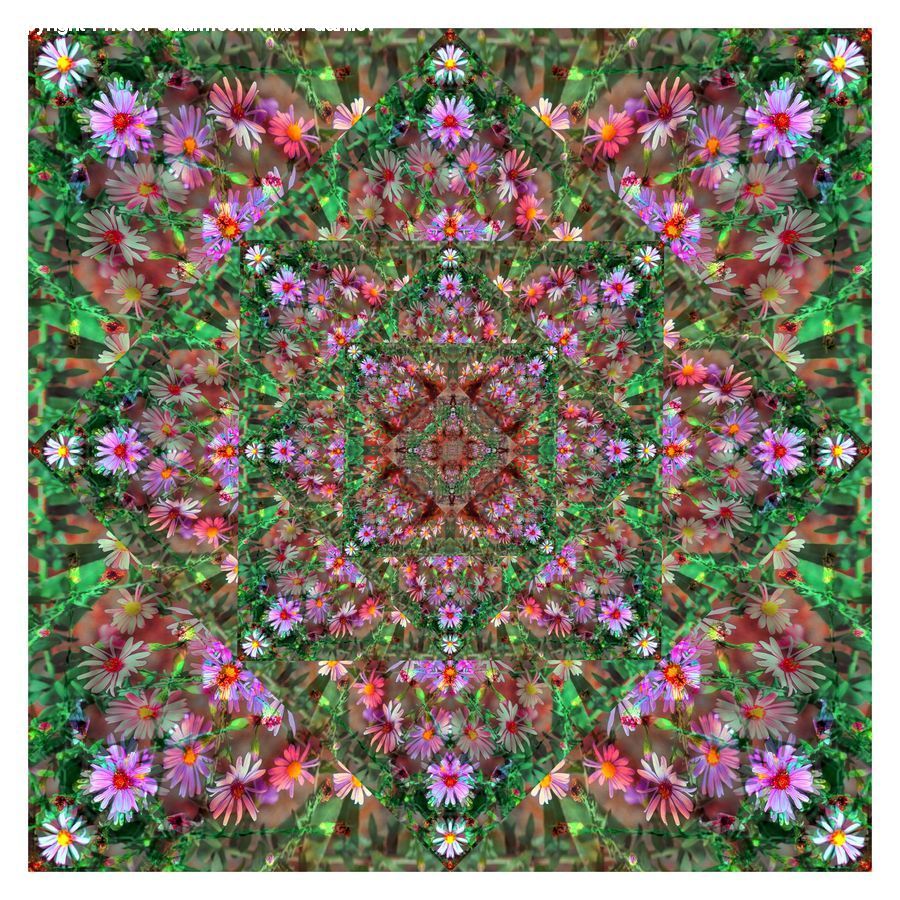 Cushion, Home Decor, Pillow, Blossom, Flora, Flower, Plant