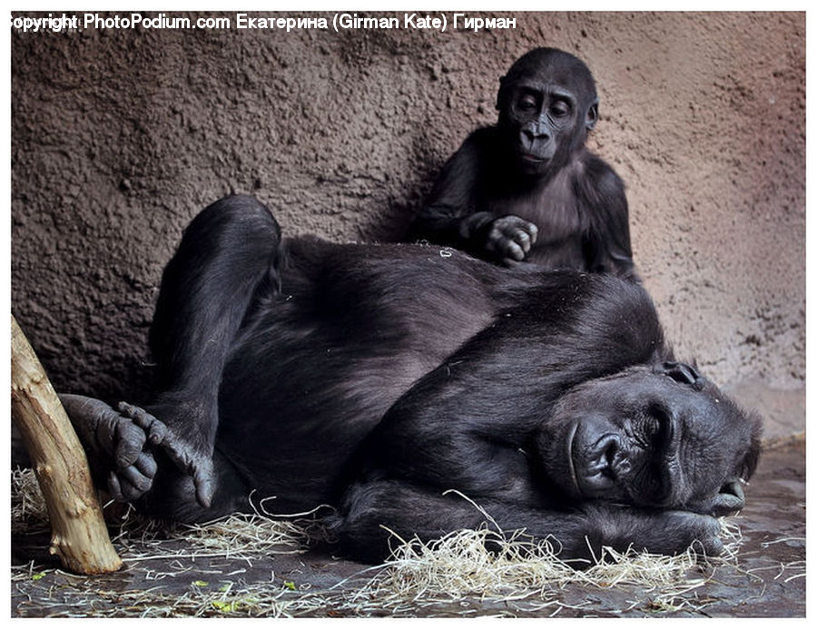 Animal, Ape, Mammal, Monkey