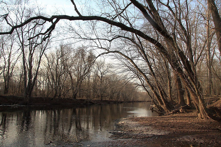 Flood, Outdoors, River, Water, Birch, Tree, Wood