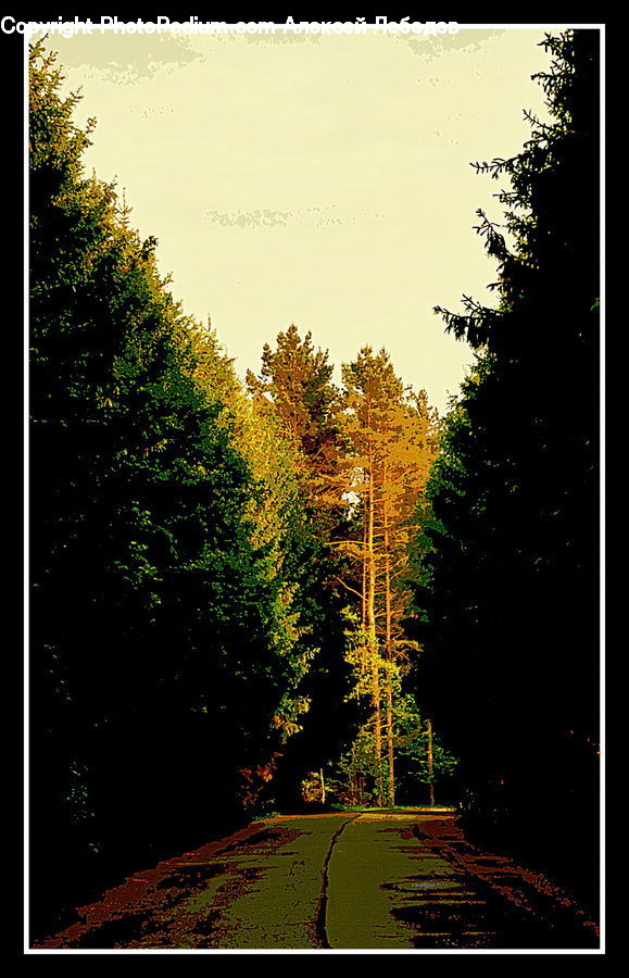 Conifer, Fir, Plant, Tree, Dirt Road, Gravel, Road