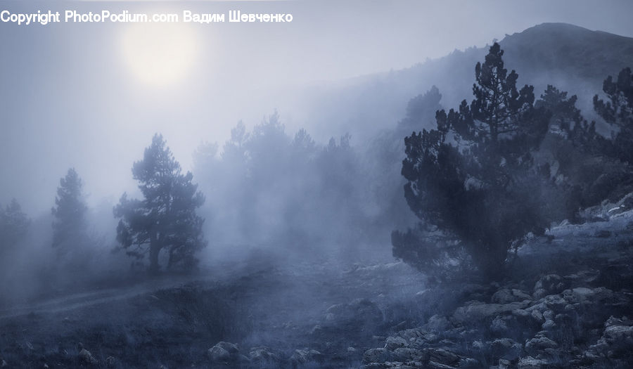 Fog, Mist, Outdoors, Forest, Vegetation, Landscape, Nature