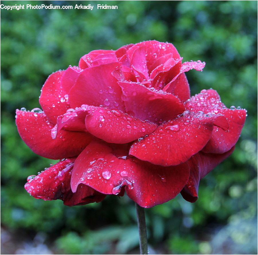Blossom, Flower, Plant, Rose, Carnation, Flora, Geranium