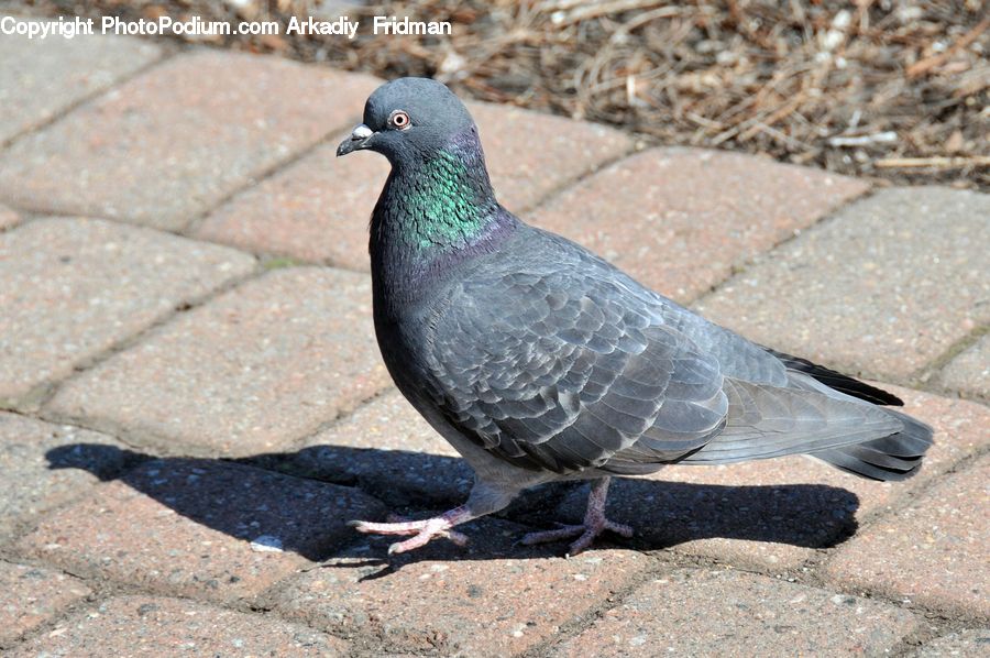 Bird, Pigeon, Dove