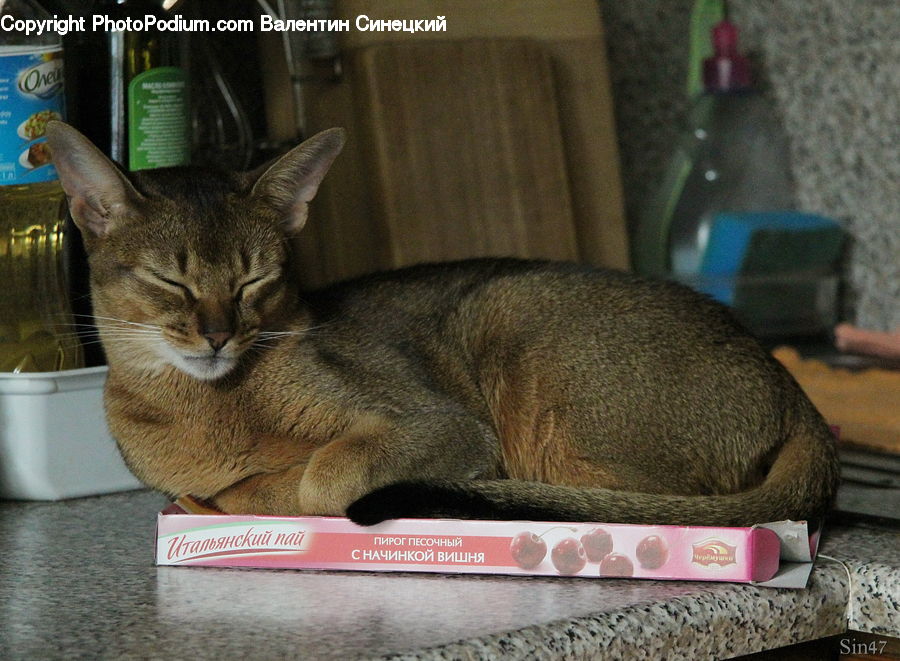 Abyssinian, Animal, Cat, Mammal, Pet, Bowl