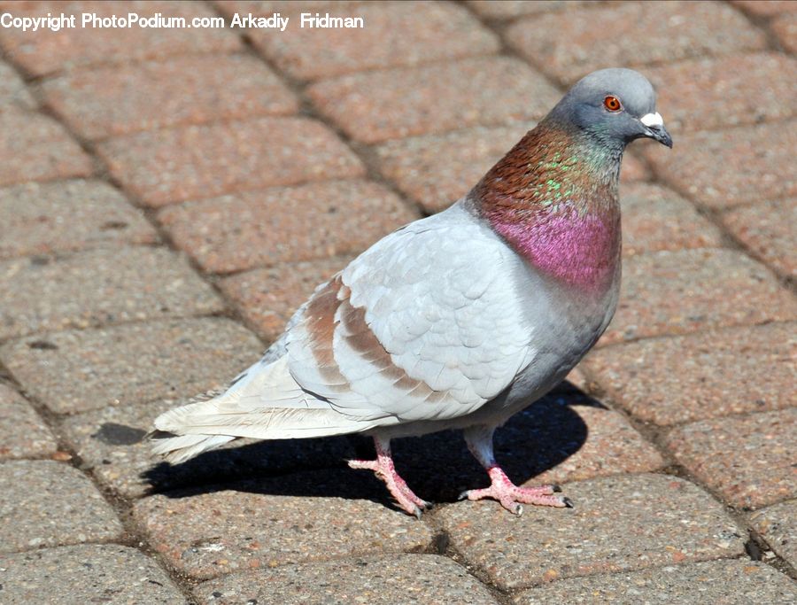 Bird, Pigeon, Dove