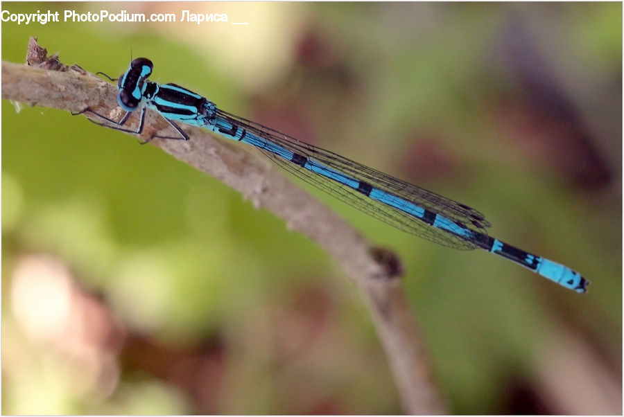 Anisoptera, Dragonfly, Insect, Invertebrate