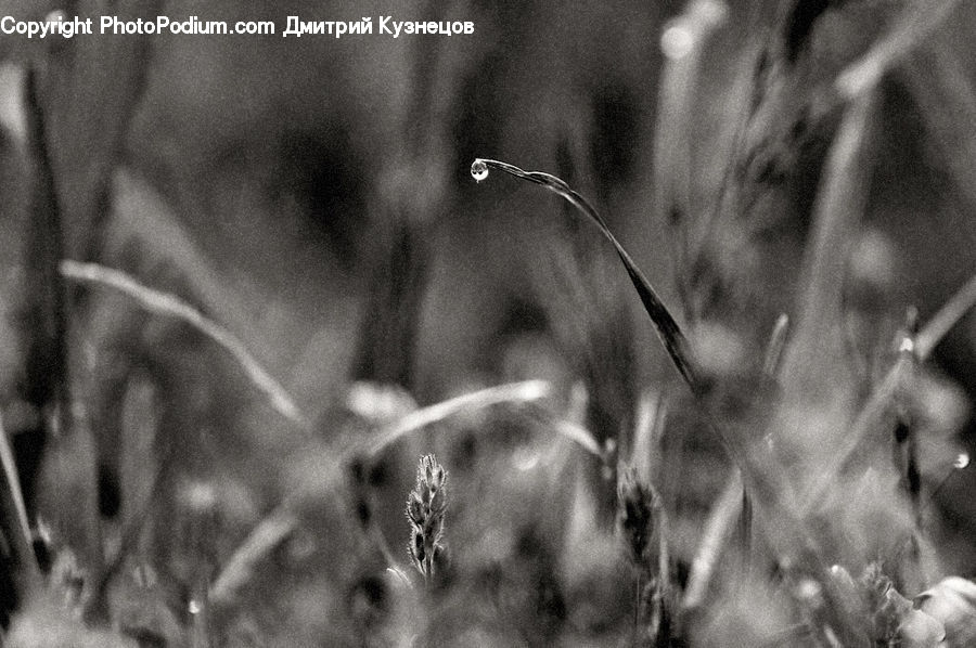 Grain, Grass, Plant, Wheat, Reed, Blossom, Flora