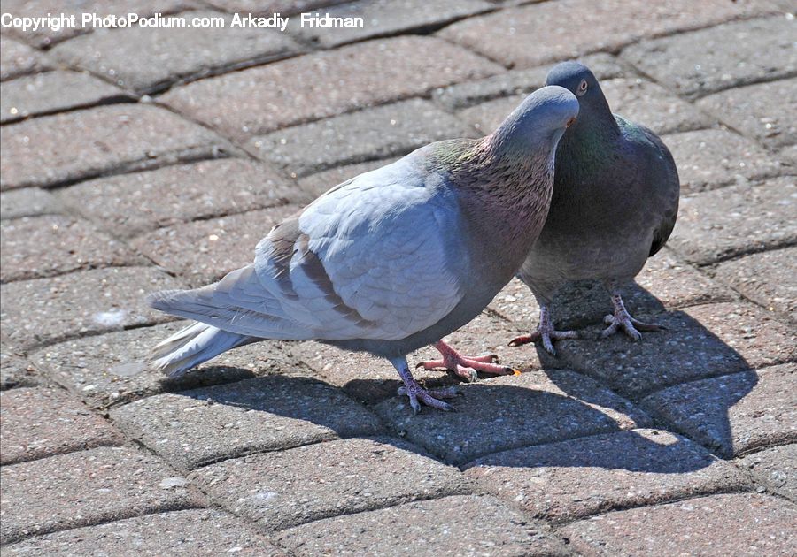 Bird, Pigeon, Dove