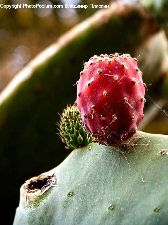 Cactus, Plant, Artichoke, Nebula, Outer Space, Space, Universe