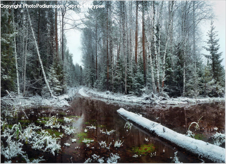 Conifer, Fir, Pine, Spruce, Wood, Plant, Tree