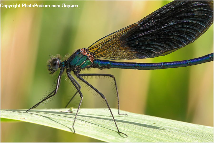 Anisoptera, Dragonfly, Insect, Invertebrate
