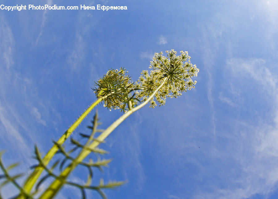 Apiaceae, Blossom, Plant, Dill, Palm Tree, Tree, Conifer
