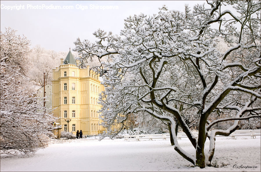 Campus, Blossom, Flora, Flower, Plant, Tree, Architecture