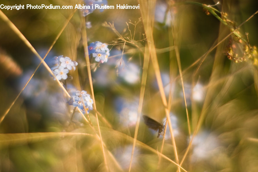Field, Grass, Grassland, Plant, Flare, Light, Sunlight