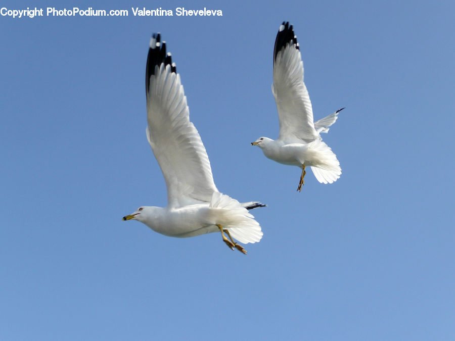 Bird, Seagull, Goose, Waterfowl, Crane Bird, Heron, Booby