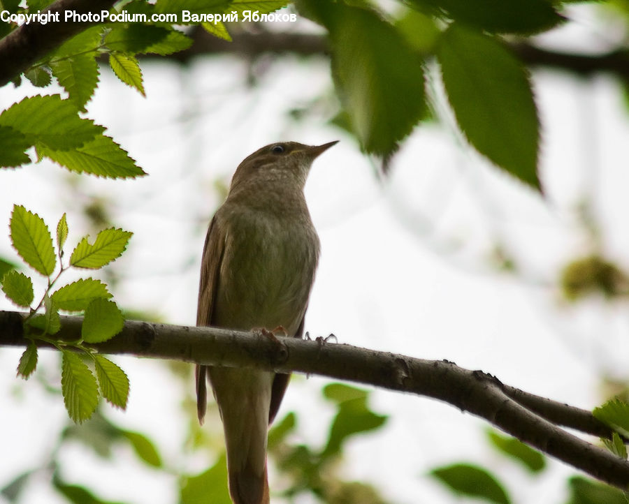 Bee Eater, Bird, Finch