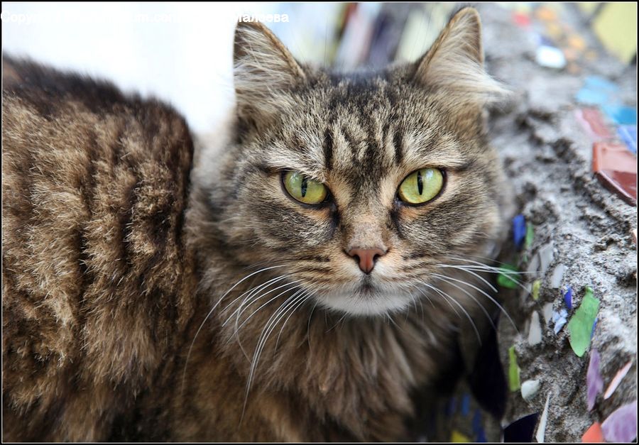 Animal, Cat, Mammal, Pet, Manx