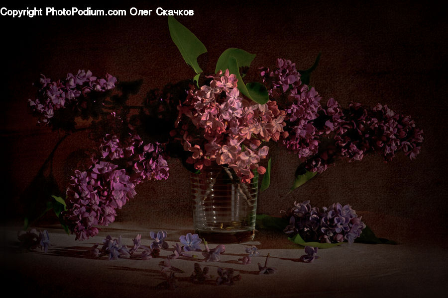 Plant, Potted Plant, Blossom, Flower, Lilac, Flower Arrangement, Flower Bouquet