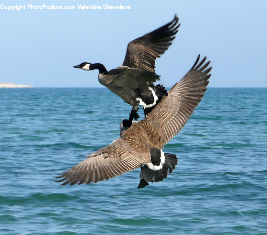 Bird, Goose, Waterfowl, Swallow, Eagle, Booby, Duck