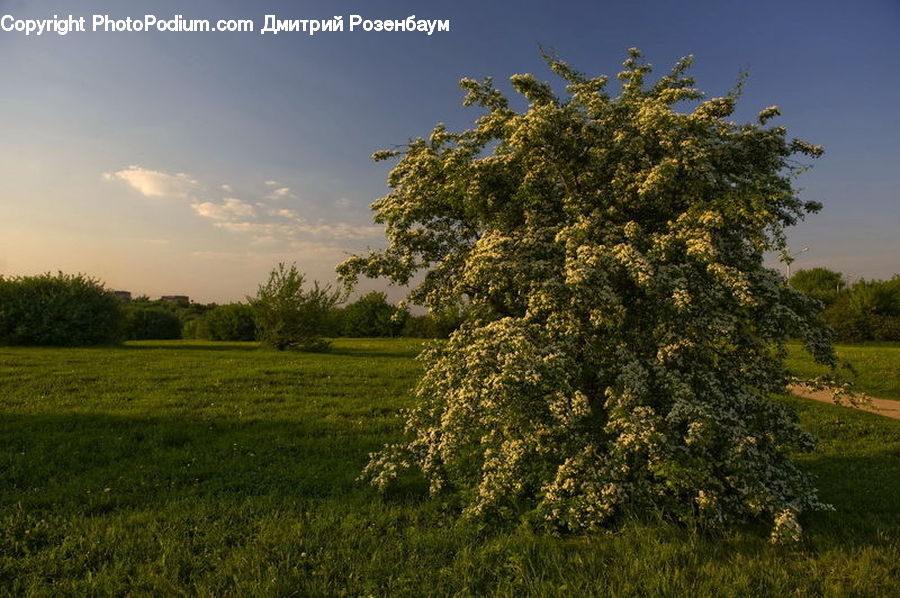 Conifer, Fir, Plant, Tree, Field, Grass, Grassland