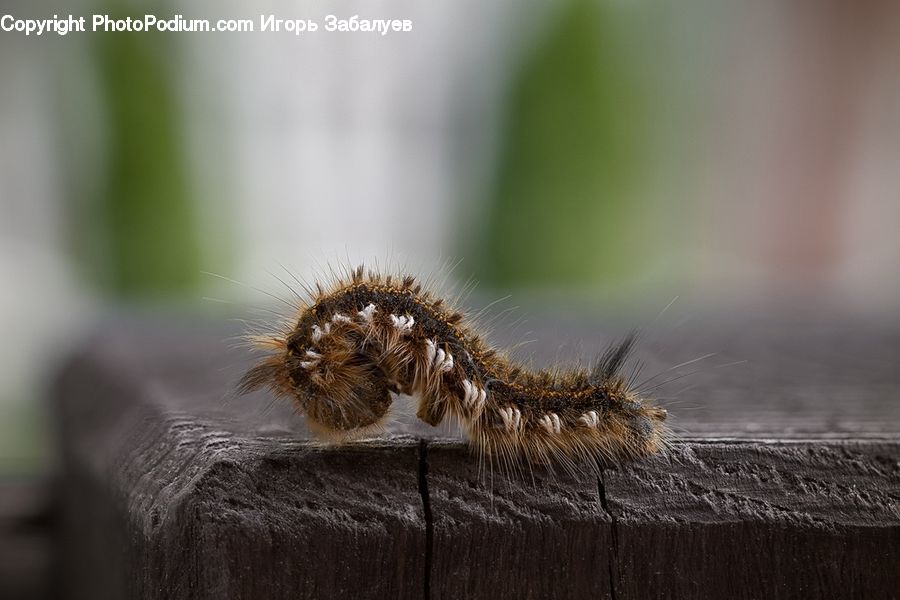 Arachnid, Garden Spider, Insect, Invertebrate, Spider, Tarantula, Andrena