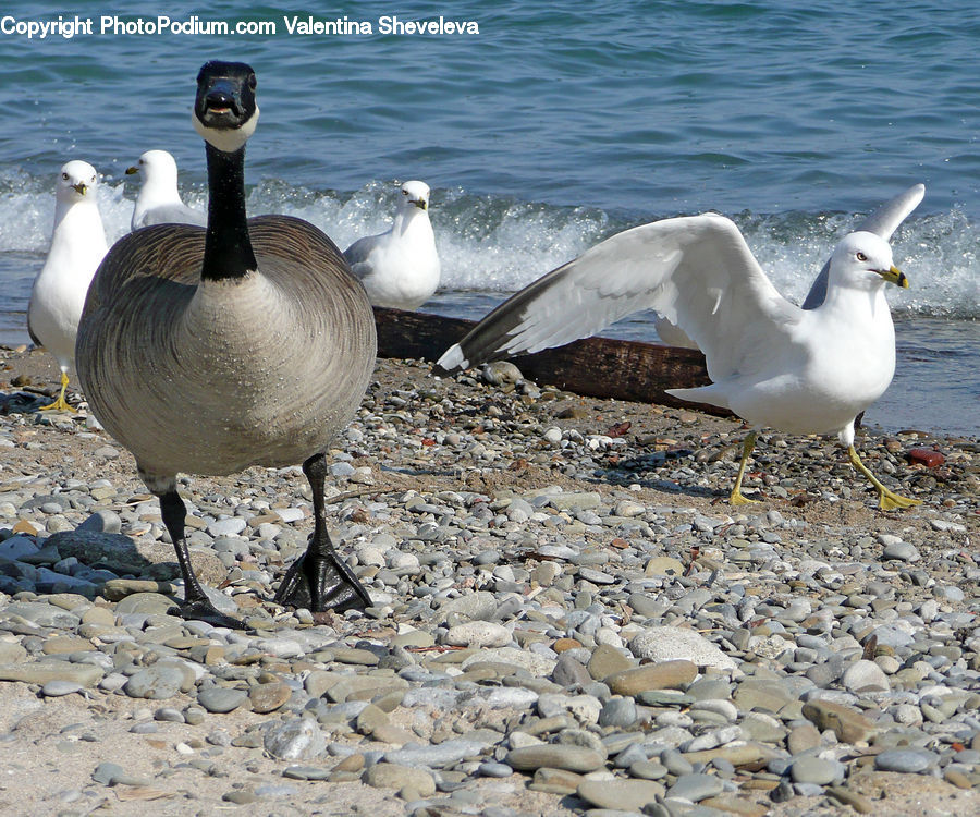 Bird, Goose, Waterfowl, Booby, Rock, Seagull, Dirt Road