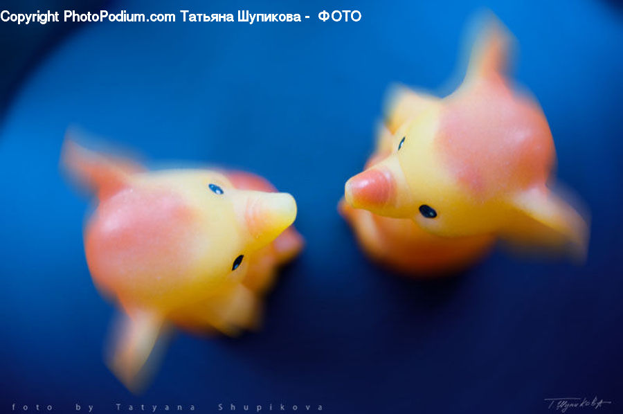 Fish, Sea Life