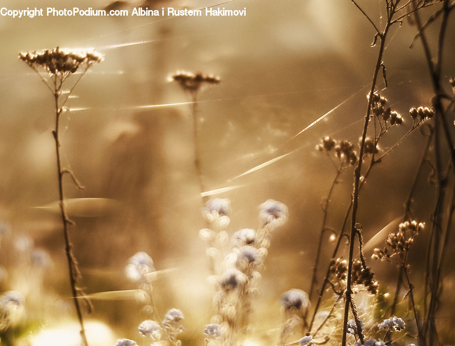 Plant, Weed, Field, Grass, Grassland, Dill, Reed