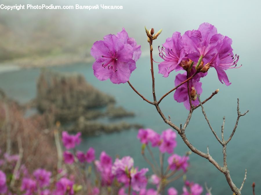 Cosmos, Blossom, Flora, Flower, Geranium, Plant, Cherry Blossom