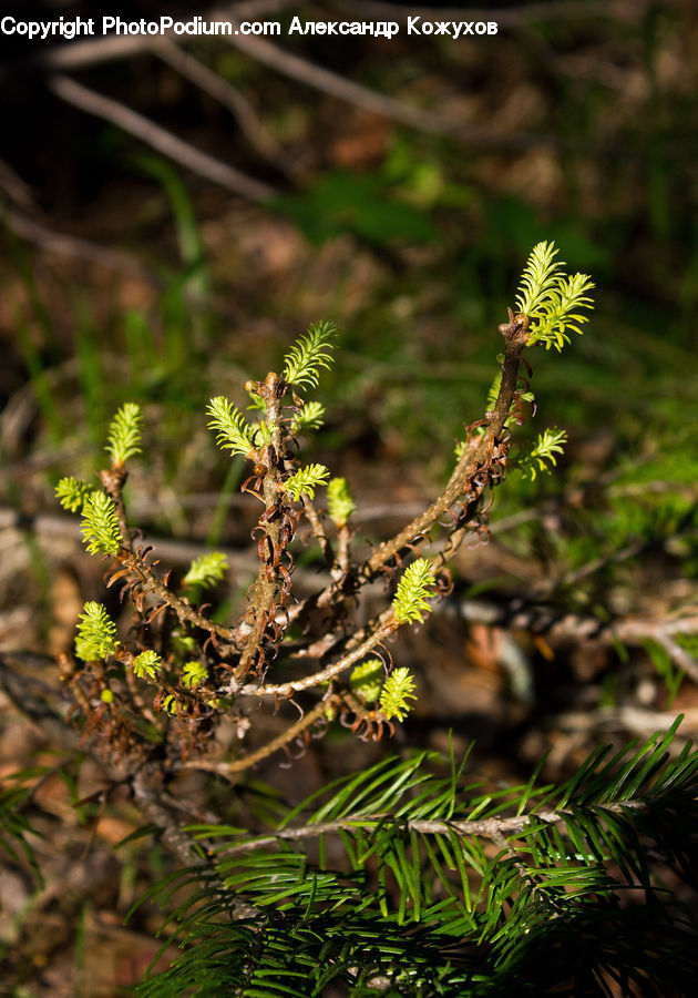Conifer, Fir, Plant, Tree, Fern, Wood, Yew
