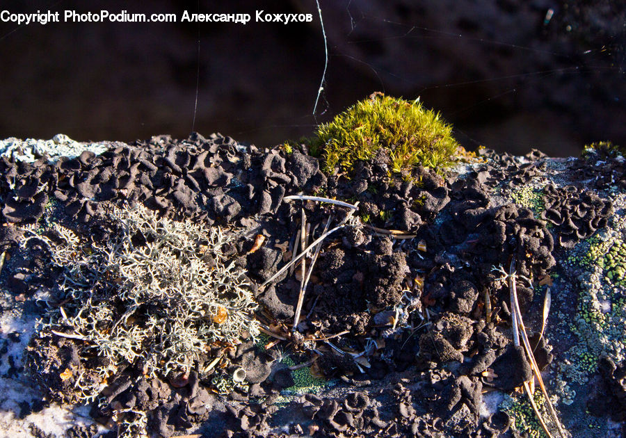 Moss, Plant, Soil, Conifer, Fir, Tree, Field
