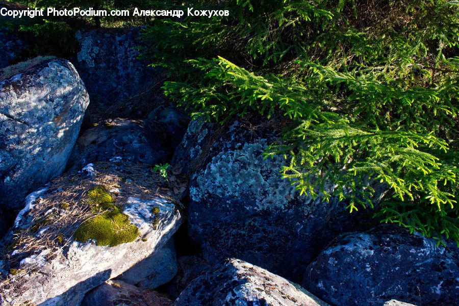 Creek, Outdoors, River, Water, Moss, Plant, Rock