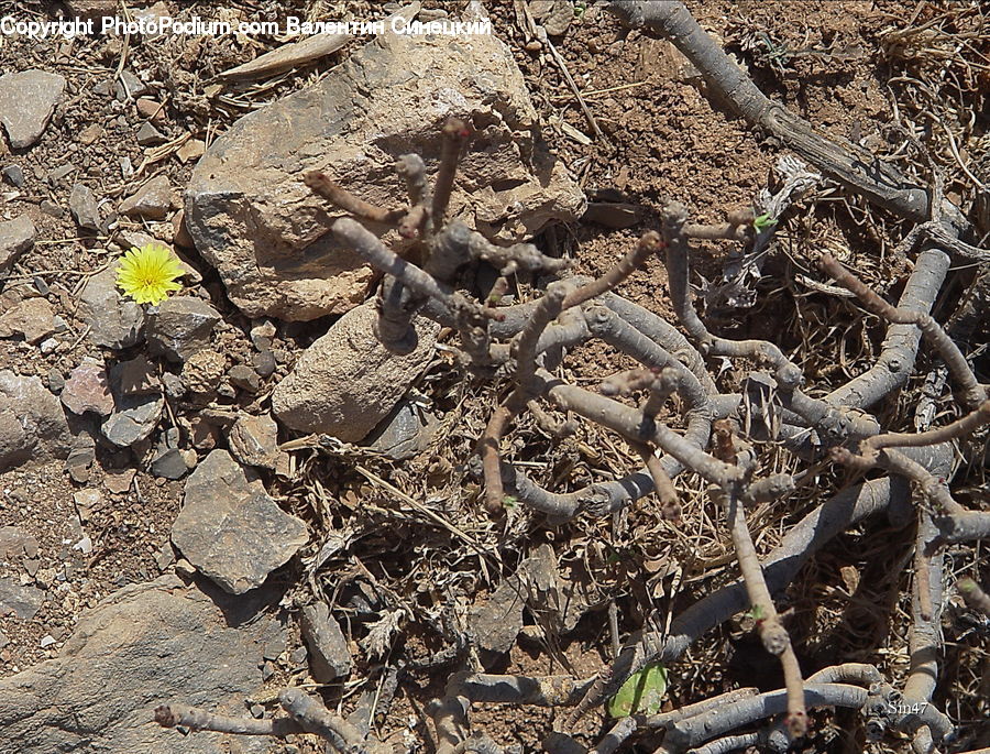 Soil, Rubble, Ground, Mud, Rock, Blossom, Flora
