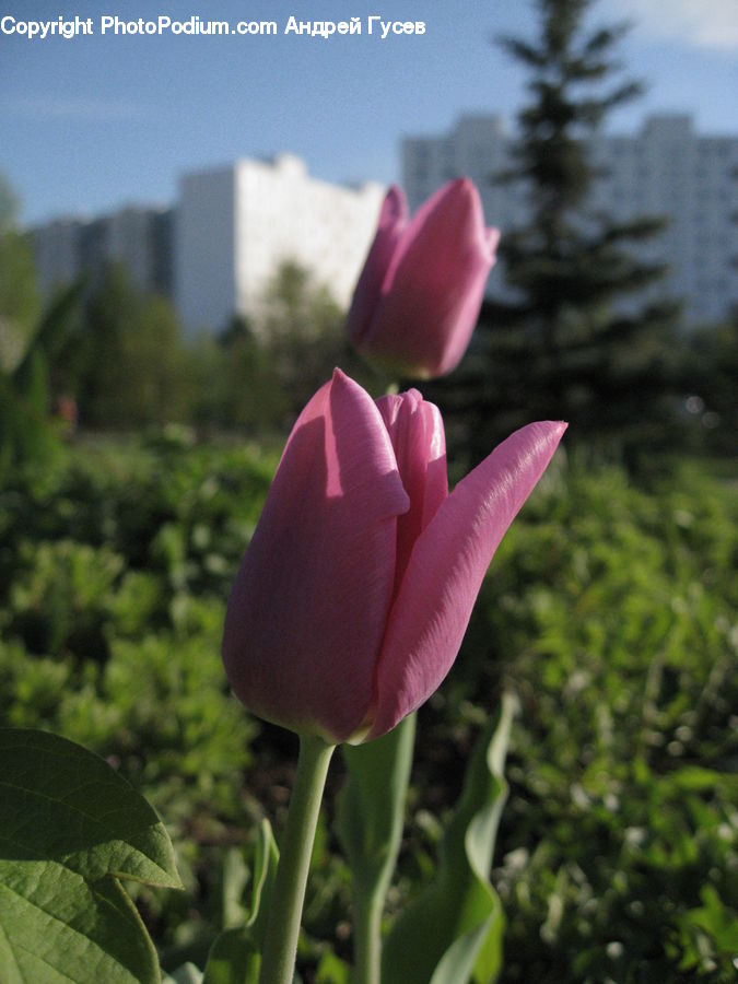 Blossom, Flora, Flower, Plant, Tulip, Crocus